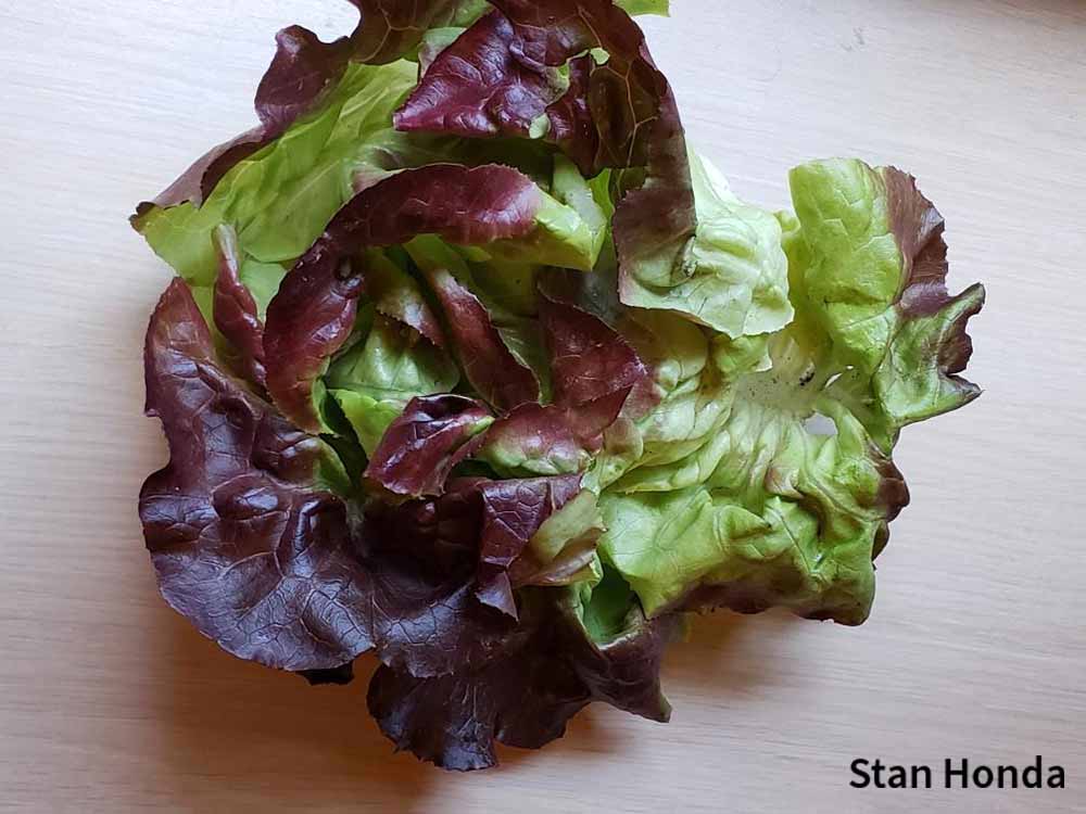 butterhead lettuce-red