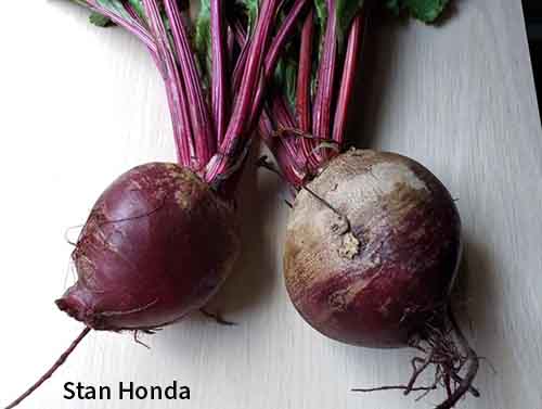 red ace beets