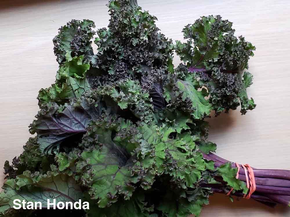 Red Curly Kale