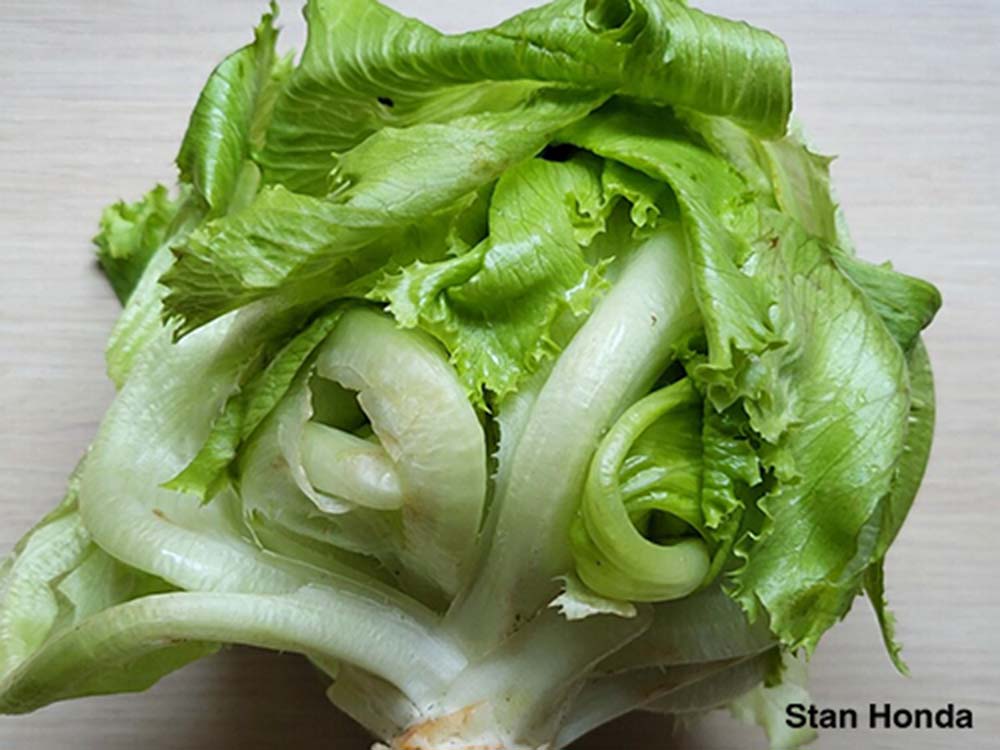 iceberg lettuce